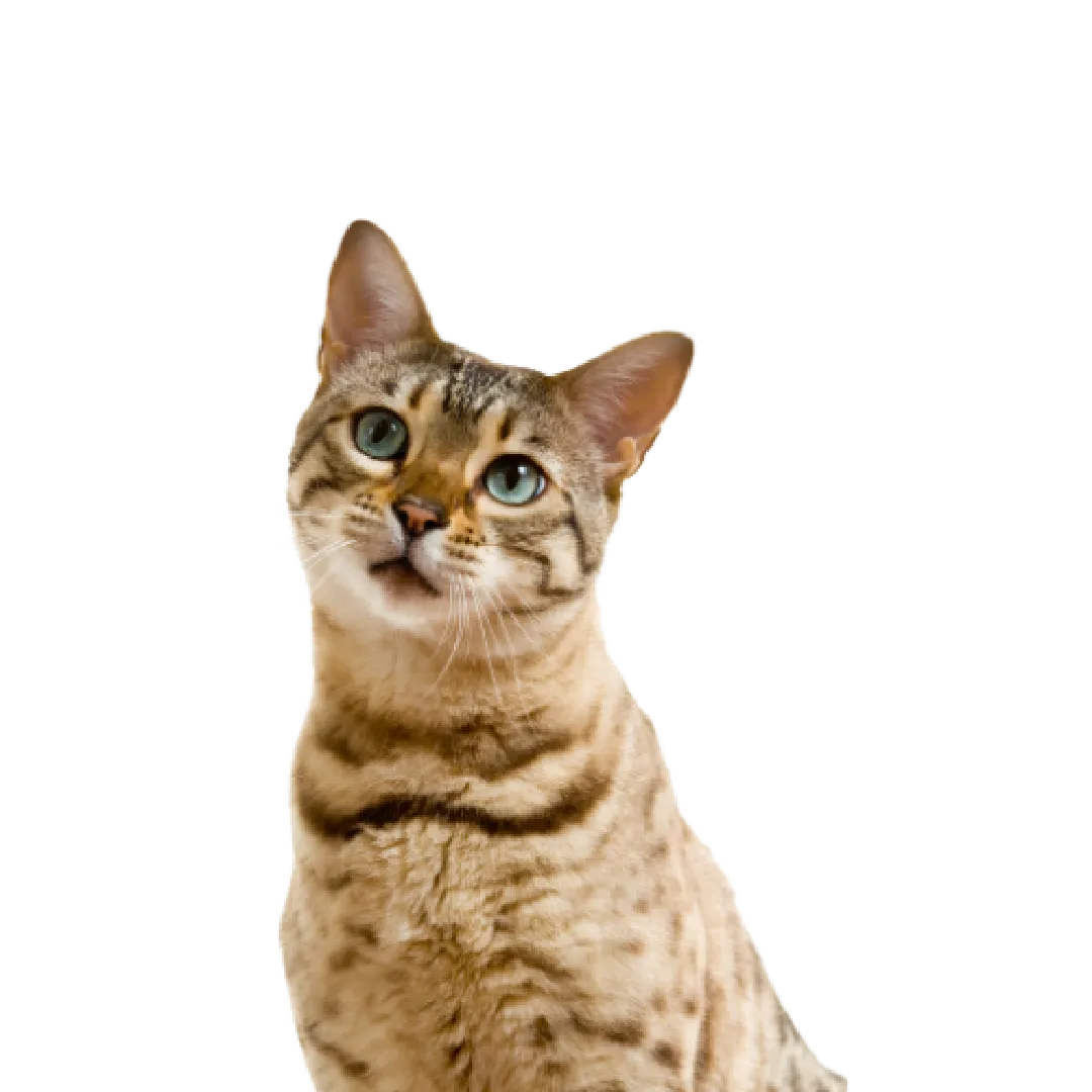 Kedi Ürünleri