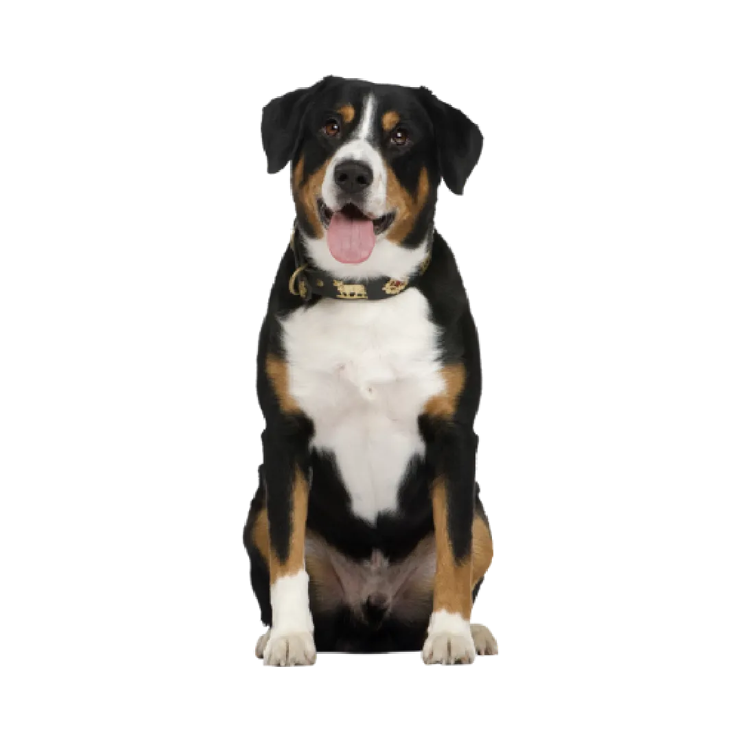 Köpek Ürünleri