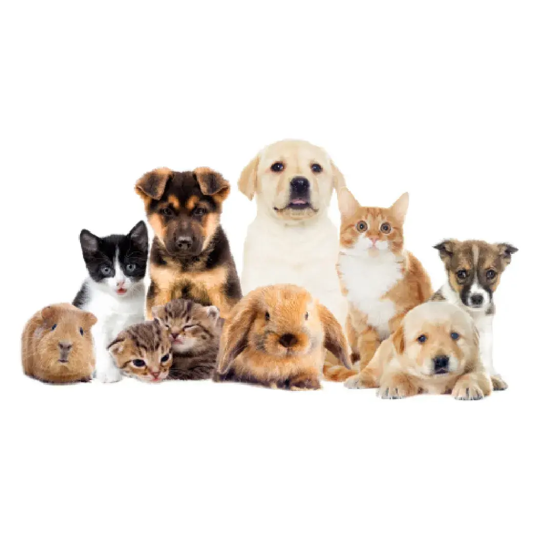 Köpek Ürünleri
