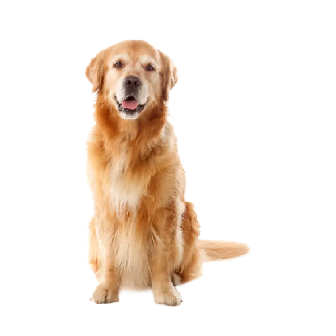 Köpek Ürünleri